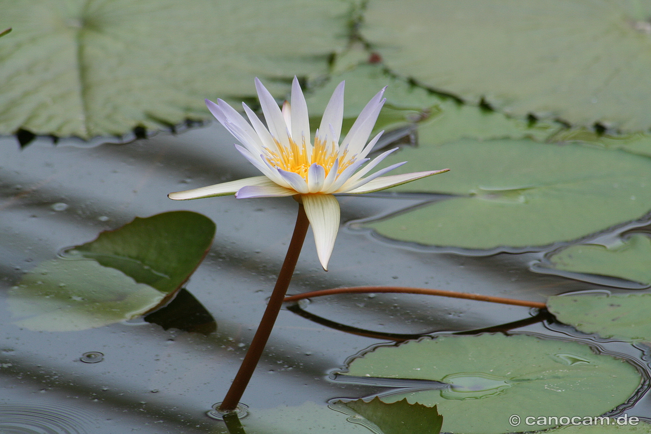 Seerose (Nymphaea)