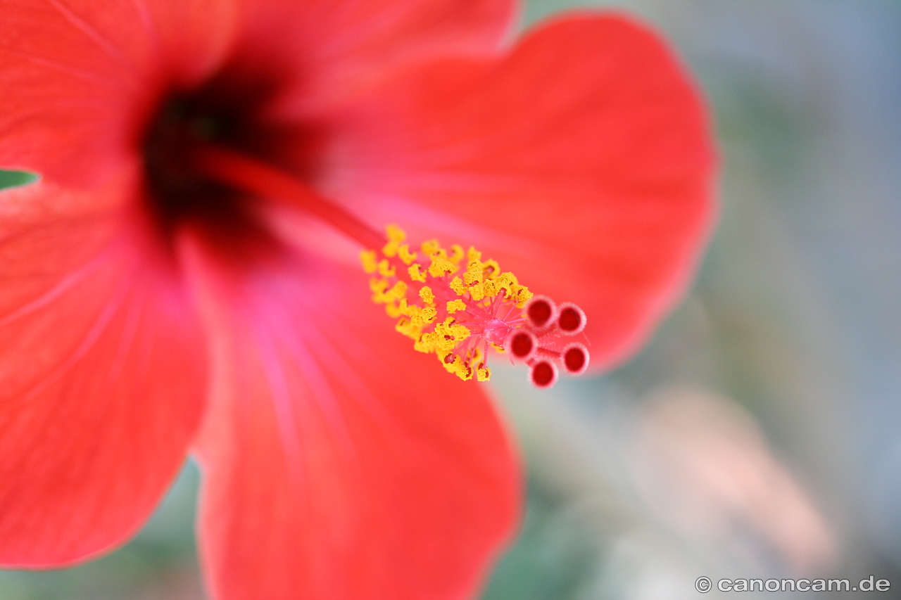 Hibiskusblte