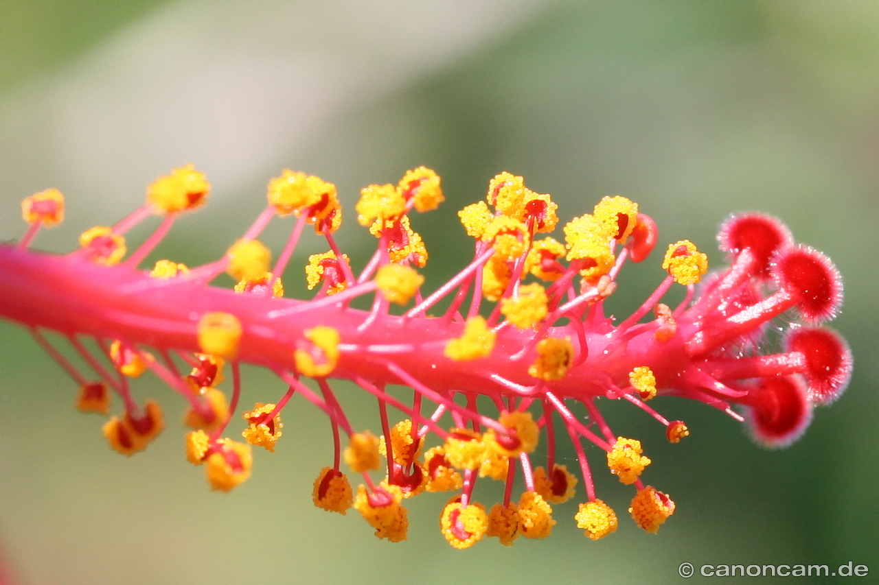 Hibiskusblten-Stempel