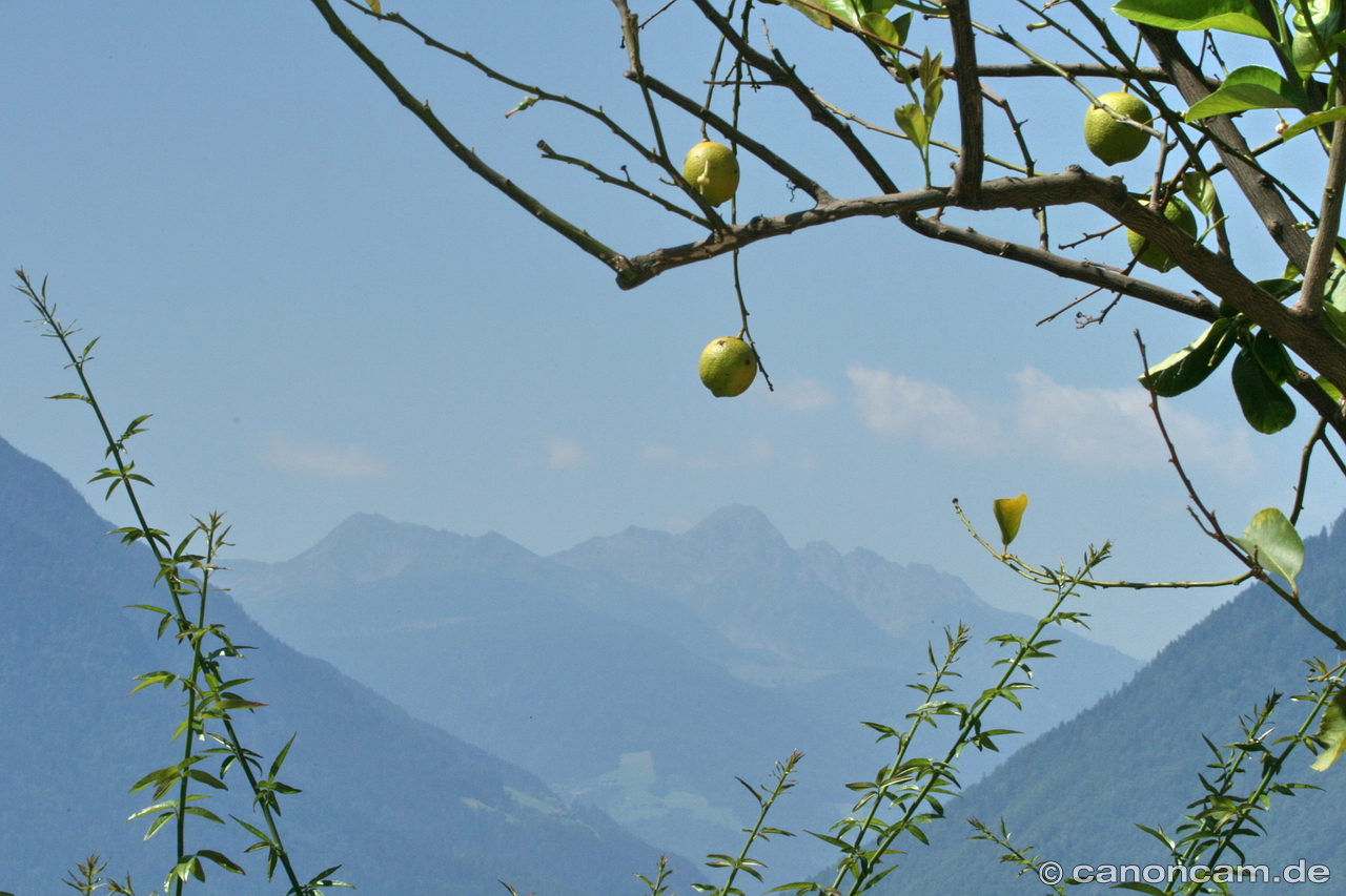 Zitronen im Alpenpanorama