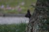 Eichhörnchen