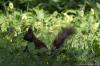 Eichhörnchen