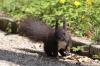 Eichhörnchen