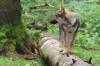 Junger Wolf auf Baumstamm