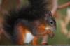 Eichhörnchen knabbert Nüsse