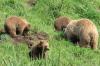 Braunbren im Wildpark