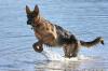 Schäferhund am Schliersee