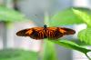 Schmetterling