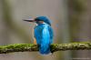 Eisvogel im Nymphenburger Schlosspark