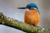 Eisvogel im Nymphenburger Schlosspark