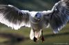 Möwe