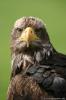 Seeadler