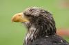 Seeadler