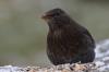 Weibliche Amsel