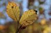 Herbstimpression aus dem Wrmtal