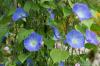 Ipomoea tricolor