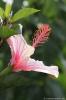 Hibiskusblte