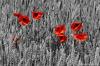 Mohn Colorkey