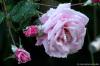 Rose im Morgentau